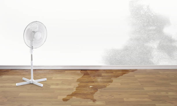 Best Professional water damage repair  in Northwood, OH